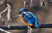 2021-02-07 22_38_24-Eisvogel-GKAnlage-2021_01_11-64B09265.jpg - 2021-02-07 22_38_24-Eisvogel-GKAnlage-2021_01_11-64B09265.jpg -