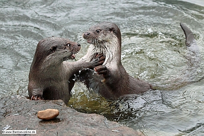 Titel Eisbär Titel Eisbär