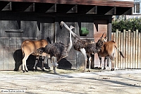 Afrika Savanne-Zoo KA-06_02_11-2113