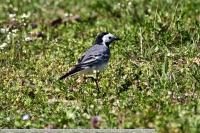 Bachstelze-GKAnkage-2021_04_02-64B07949 Bachstelze-GKAnkage-2021_04_02-64B07949