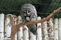 Bartkauz-ZooKA-18_6_11-4371