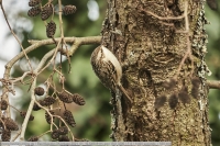 Baumlaeufer-GKAnlage-2021_01_10-64B09115 Baumlaeufer-GKAnlage-2021_01_10-64B09115