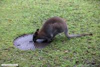 Bennettkaenguru-ZooKA-2013_12_20-8986