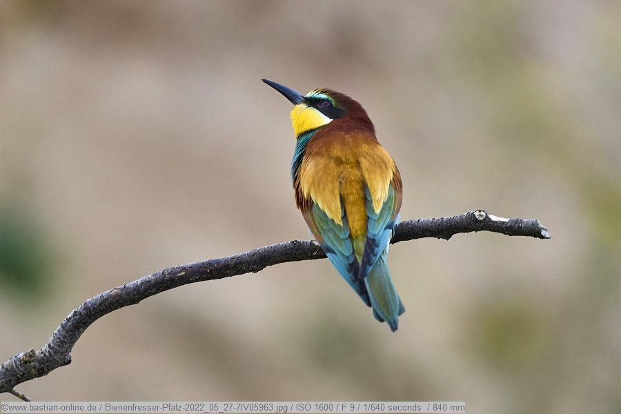 Bienenfresser-Pfalz-2022_05_27-7IV05963 Bienenfresser-Pfalz-2022_05_27-7IV05963