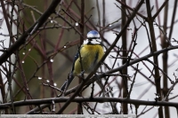 Blaumeise-GKAnlage-2021_01_27-64B01905 Blaumeise-GKAnlage-2021_01_27-64B01905