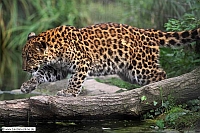 Chinaleopard-Zoo KA-09_10-10-6206