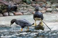 Dampfschiffente-ZooKA-2013_12_30-1791