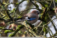 Eichelhaeher-GKAnlage-2021_01_23-64B01398 Eichelhaeher-GKAnlage-2021_01_23-64B01398