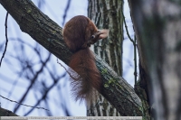 Eichhoernchen-GKAnlage-2021_01_31-64B02055 Eichhoernchen-GKAnlage-2021_01_31-64B02055