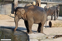 Elefant-ZooKA-30_01_11-1247