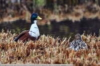 Ente-GKAnlage-2021_02_06-64B02871 Ente-GKAnlage-2021_02_06-64B02871