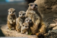 Erdmaennchen-ZooKA-2019_05_26-65A04693