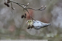 Erlenzeisig-GKAnlage-2021_01_10 64B08879 Erlenzeisig-GKAnlage-2021_01_10 64B08879