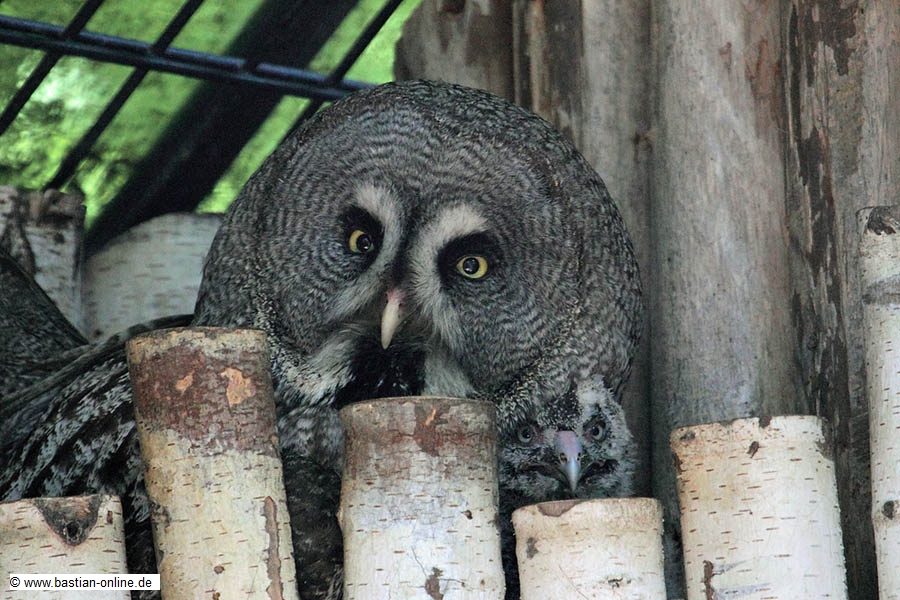 FA-Bartkauz-ZooKarlsruhe-3_6_11-2124