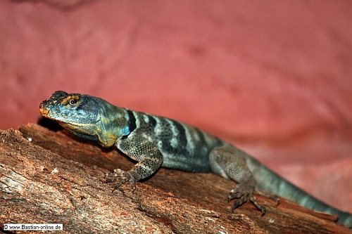 FA-Blauer Felsenleguan-Zoo KA-29_11_11-IMG_1150