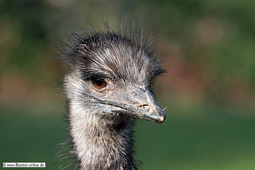 FA-Emu-ZooKA-30_01_11-1463