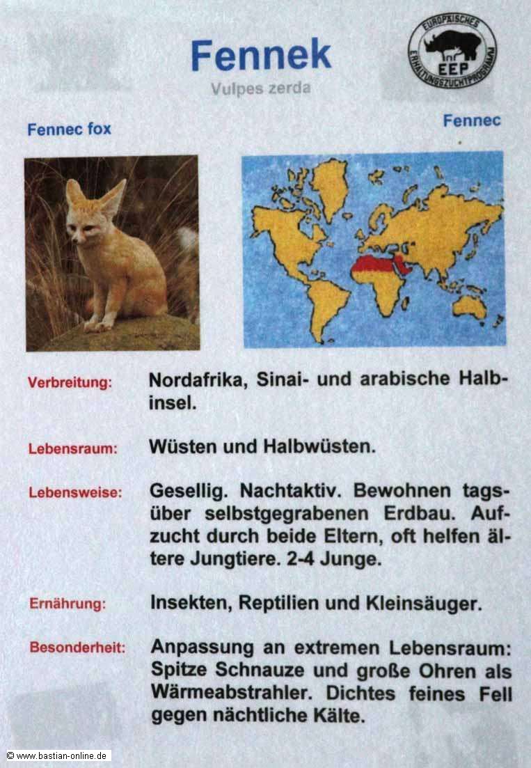 FA-Fennek-Zoo KA-17_08_2010-7968