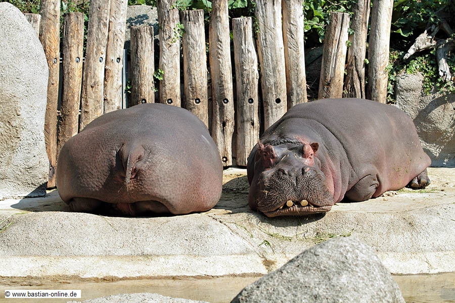 FA-Flusspferd-ZooKarlsruhe-3_6_11-1339