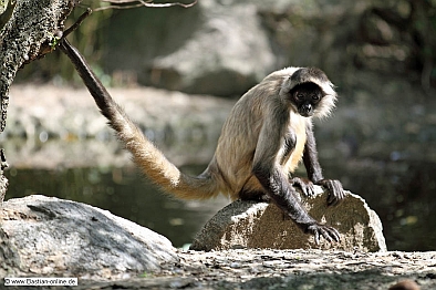 FA-Geoeffry Klammeraffe-Zoo KA-03_04_11-3917