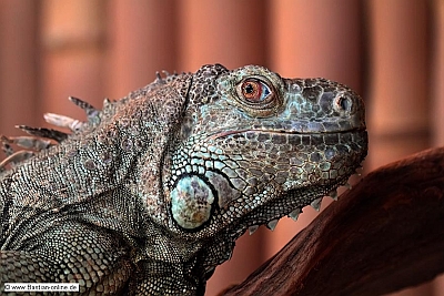 FA-Gruener Leguan-ZooKA-30_01_11-1320