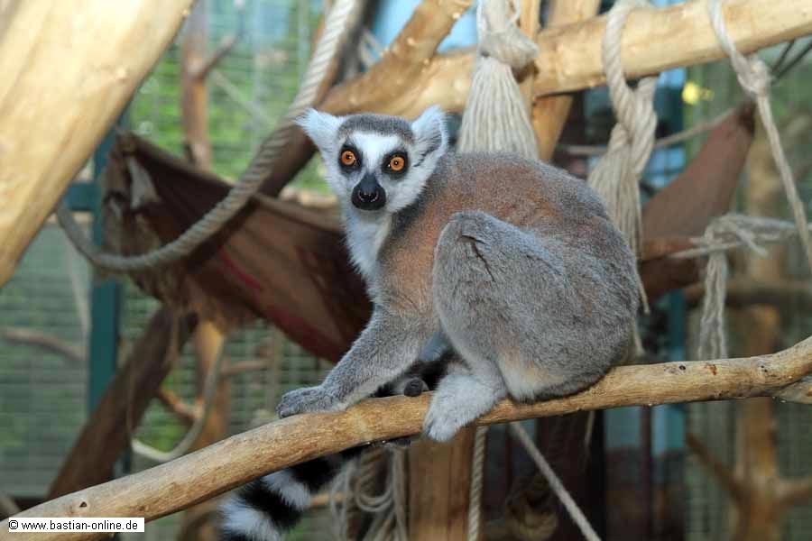 FA-Katta-Zoo KA-11_08_2010-5466