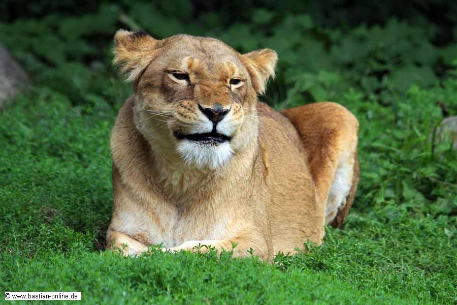 FA-Loewe-Zoo KA-11_08_2010-5307