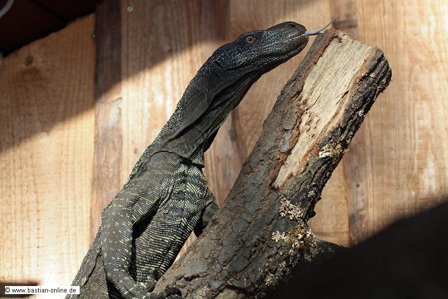 FA-Papuawaran-Zoo KA-18-12-10-3679