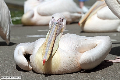 FA-Pelikan-Zoo KA-03_04_11-4000