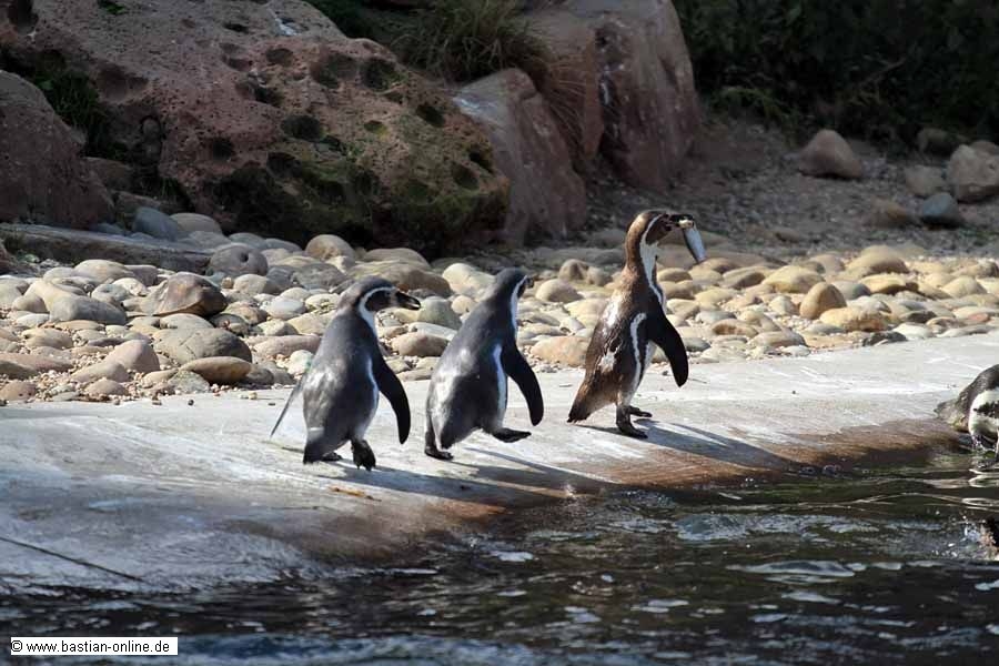 FA-Pinguin-Zoo KA-04_09_10-5238