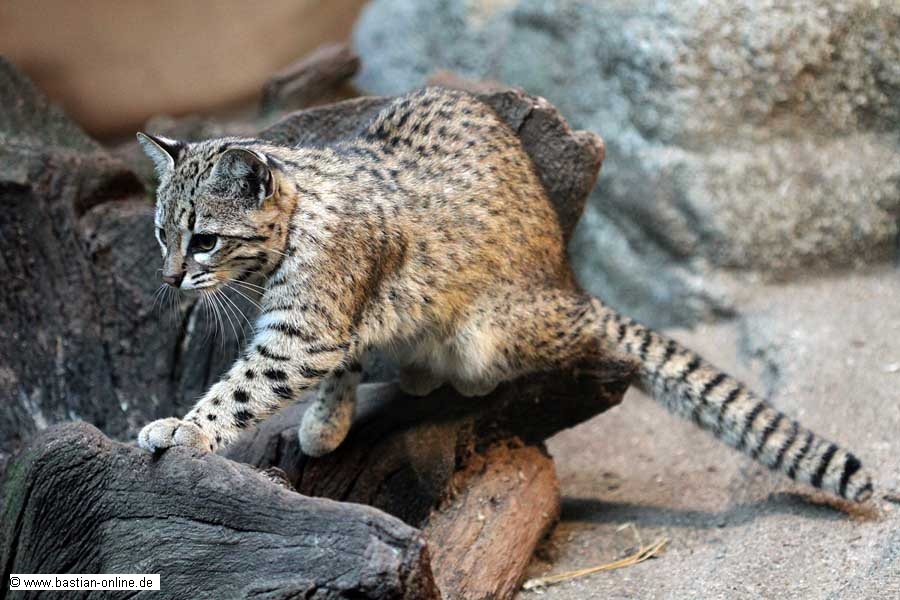 FA-Salzkatze-Zoo KA-09_10-10-5791