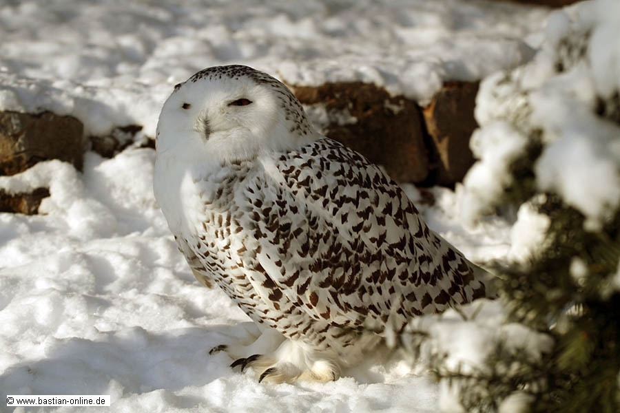 FA-Schneeule-Zoo KA-18-12-10-3581