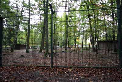 FA-Schwarzhalsziege-Wildpark Pforzheim-02_10_10-4591