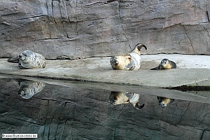 FA-Seehund-ZooKA-10_9_11-6056