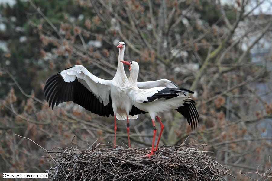 FA-Storch-Zoo KA-05_02_11-1637