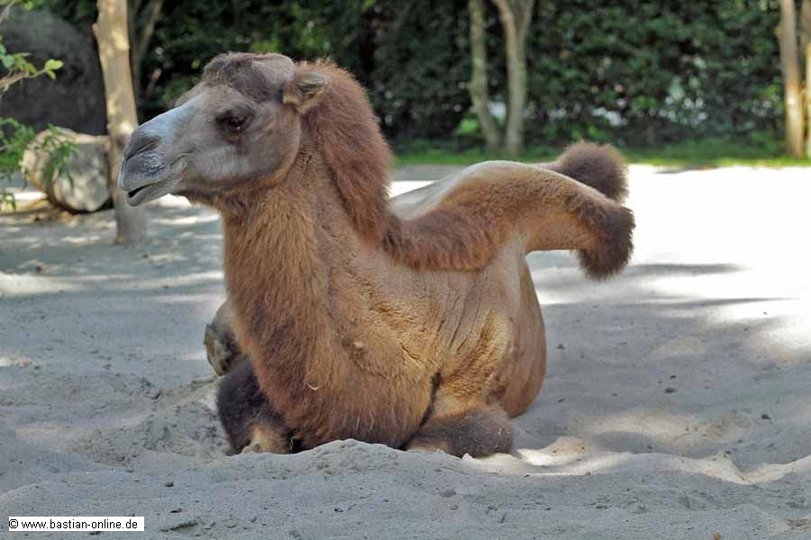 FA-Trampeltier-Zoo KA-04_09_10-5703