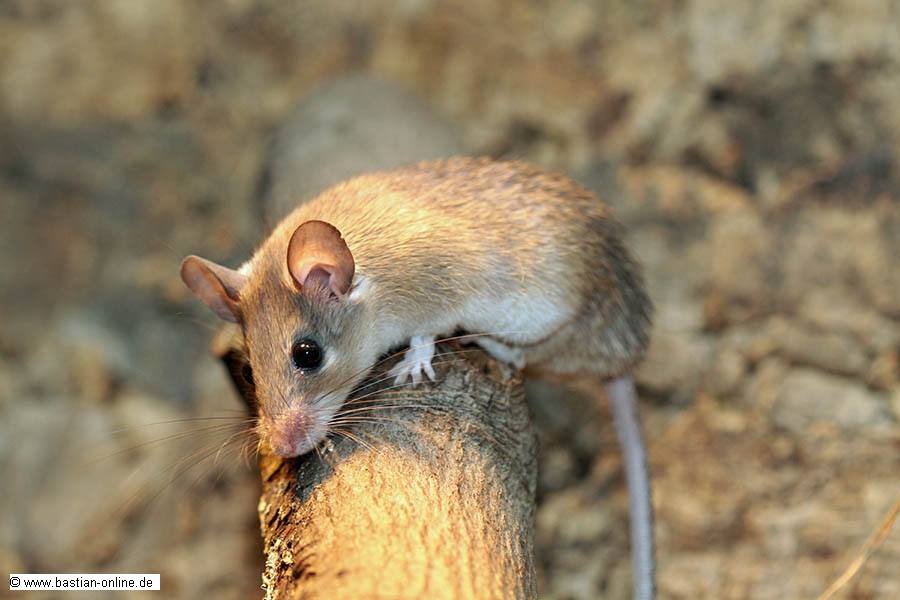 FA-Tuerkei_Stachelmaus-Zoo KA-18-12-10-3749
