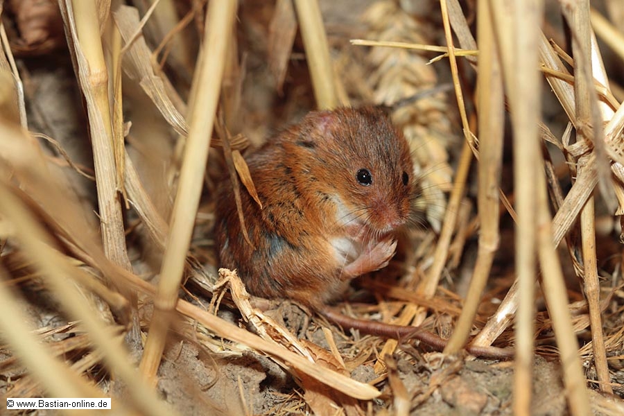 FA-Zwergmaus-Zoo KA-23_01_11-0770