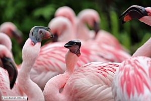 Flamingo-ZooKA-7_6_12-9797-xx