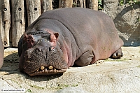 Flusspferd-ZooKarlsruhe-3_6_11-1340