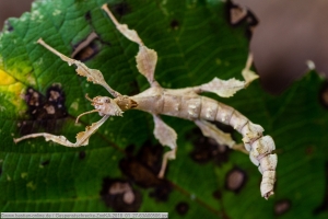 Gespenstschrecke-ZooKA-2018_01_27-63A00506 - Kopie