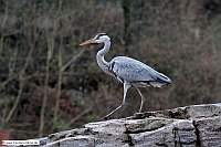 GrauReiher-Zoo KA-12_12_10-2764