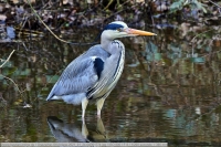 Graureiher-GKAnlage-2021_01_24-64B01774 Graureiher-GKAnlage-2021_01_24-64B01774