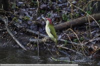 Gruenspecht-GKAnlage-2021_01_23-64B01385 Gruenspecht-GKAnlage-2021_01_23-64B01385