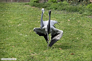 Jungfernkranich-ZooKA-31_3_12-0101