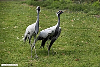 Jungfernkranich-ZooKA-31_3_12-0108