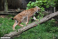 Karpatenluchs-ZooKA-29_4_12-6918