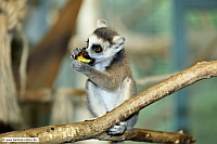 Katta-ZooKA-27_5_12-6255-x