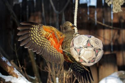 Kea-ZooHD-9443-01-400