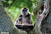 Klammeraffe-ZooKA-7_6_12-9731-x