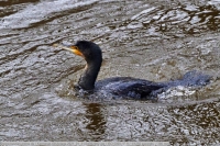 Kormoran-GKAnlage-2021_01_31-64B02082 Kormoran-GKAnlage-2021_01_31-64B02082